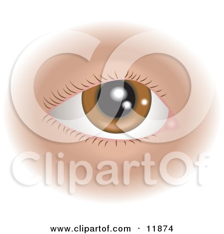Brown Human Eye and Eyelashes Clipart Illustration by AtStockIllustration