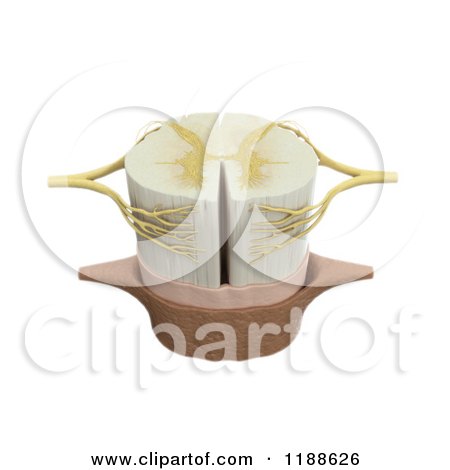 Clipart of a 3d Spinal Cord Model - Royalty Free CGI Illustration by Mopic