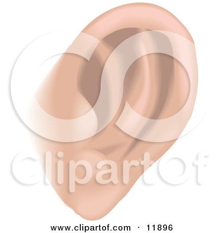 Human Ear Clipart Illustration by AtStockIllustration