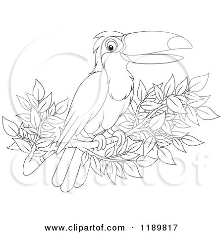 Cartoon of a Happy Outlined Toucan Bird on a Branch - Royalty Free Vector Clipart by Alex Bannykh