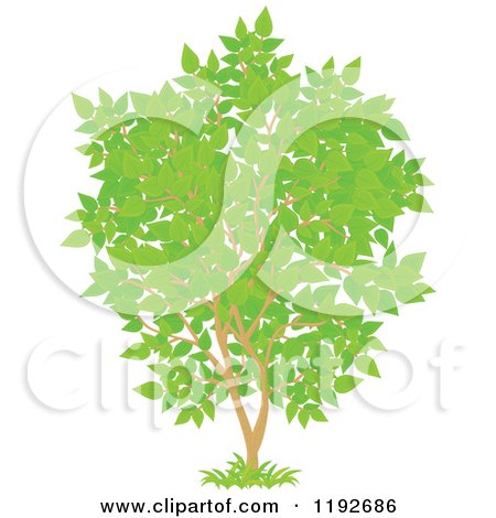 Cartoon of a Tree with Green Leaves - Royalty Free Vector Clipart by Alex Bannykh