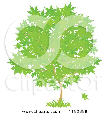 Cartoon of a Maple Tree with Green Leaves - Royalty Free Vector Clipart by Alex Bannykh