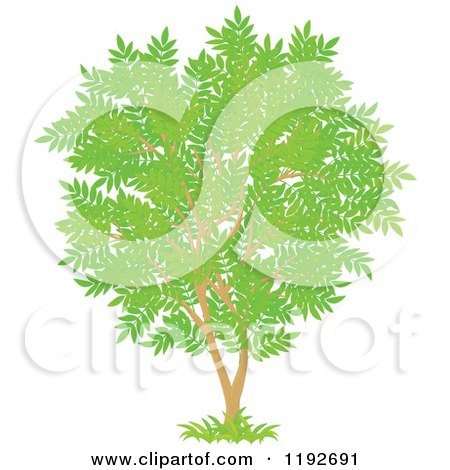Cartoon of a Tree with Gree Leaves 2 - Royalty Free Vector Clipart by Alex Bannykh