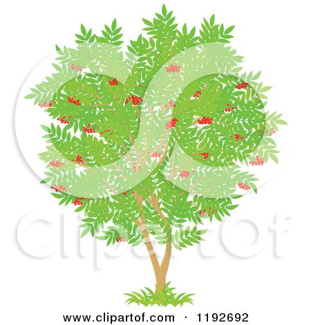 Cartoon of a Fruit Tree with Red Cherries and Green Leaves - Royalty Free Vector Clipart by Alex Bannykh