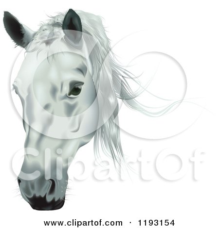 Clipart of a White Horse Head - Royalty Free Vector Illustration by dero