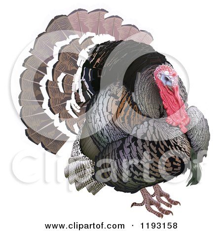 Clipart of a Wild Turkey Bird - Royalty Free Vector Illustration by dero