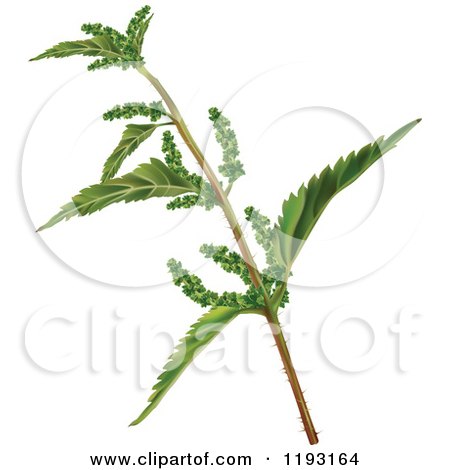Clipart of a Nettle Branch - Royalty Free Vector Illustration by dero