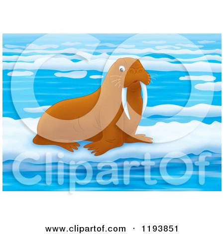Cartoon of a Cute Walrus on Floating Ice - Royalty Free Clipart by Alex Bannykh