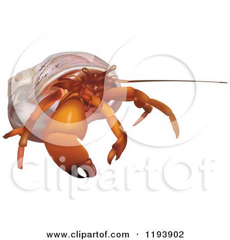 Clipart of an Orange Hermit Crab - Royalty Free Vector Illustration by dero