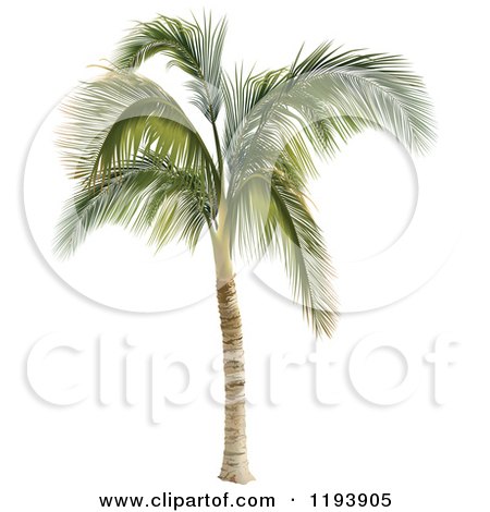 Clipart of a 3d Palm Tree - Royalty Free Vector Illustration by dero