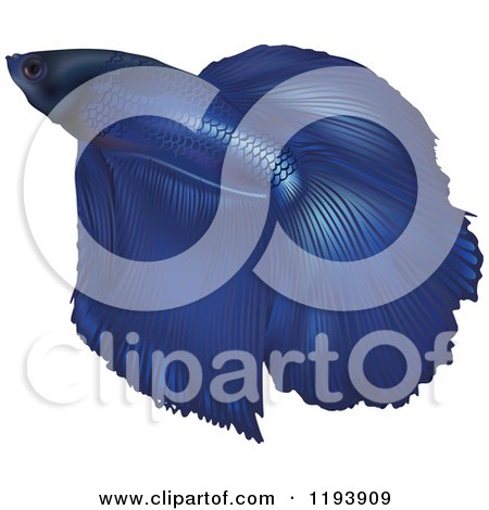 Clipart of a Beautiful Blue Betta Siamese Fighting Fish - Royalty Free Vector Illustration by dero