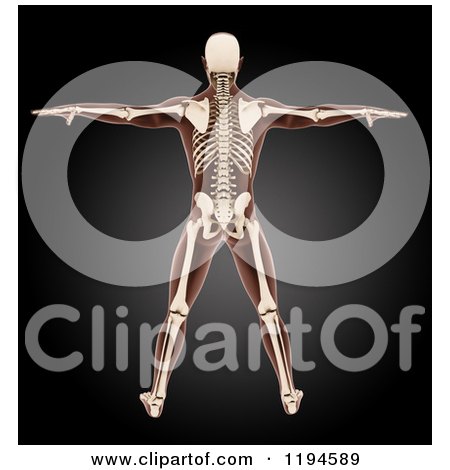 Clipart of a 3d Xray Man with Visible Skeleton, Standing with His Arms out on Black - Royalty Free CGI Illustration by KJ Pargeter