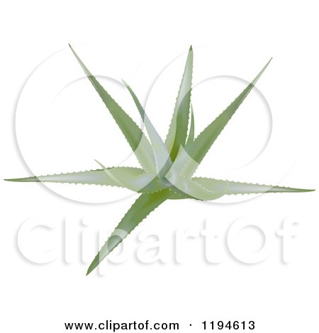 Clipart of a Green Aloe Vera Plant - Royalty Free Vector Illustration by dero