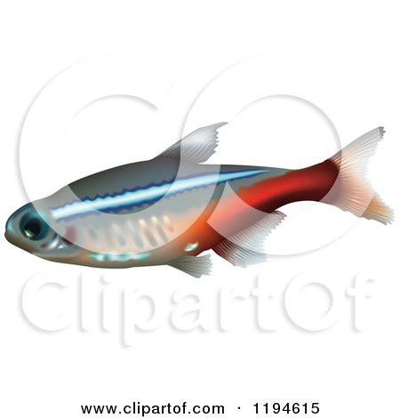Clipart of a Neon Tetra Fish - Royalty Free Vector Illustration by dero