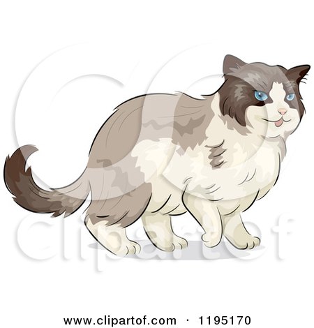 Cartoon of a Cute Ragdoll Cat with Blue Eyes - Royalty Free Vector Clipart by BNP Design Studio