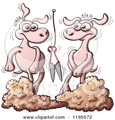 Cartoon of a Embarrassed Sheep After Being Shorn - Royalty Free Vector Clipart by Zooco