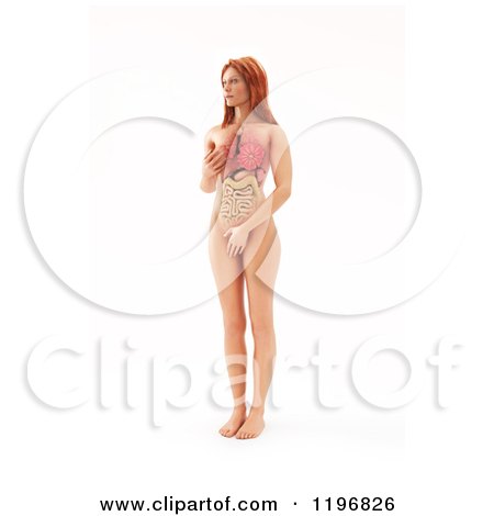 Clipart of a 3d Woman Standing with Visible Breat and Organs, on White - Royalty Free CGI Illustration by Mopic