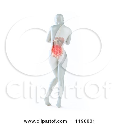 Clipart of a Rear View of a 3d White Woman with Visible Digestive System, on White - Royalty Free CGI Illustration by Mopic