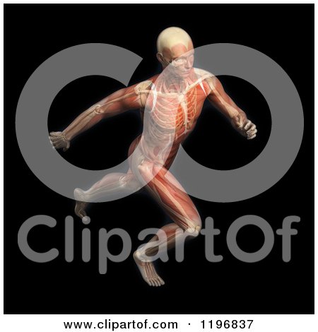 Clipart of a 3d Male Runner Body with Visible Muscles and Skeleton over Black - Royalty Free CGI Illustration by Mopic