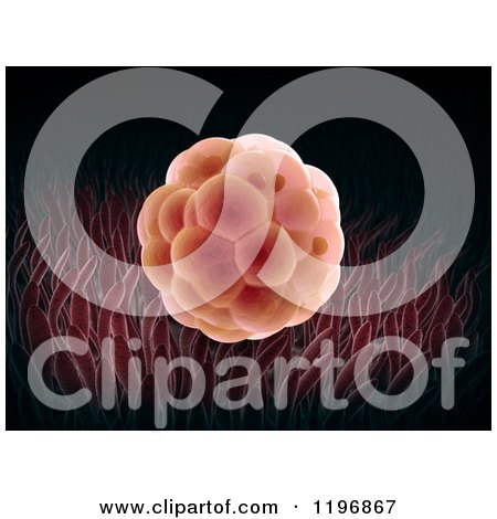 Clipart of a 3d Embryo - Royalty Free CGI Illustration by Mopic