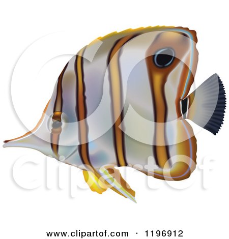 Clipart of a Copperband Butterflyfish - Royalty Free Vector Illustration by dero