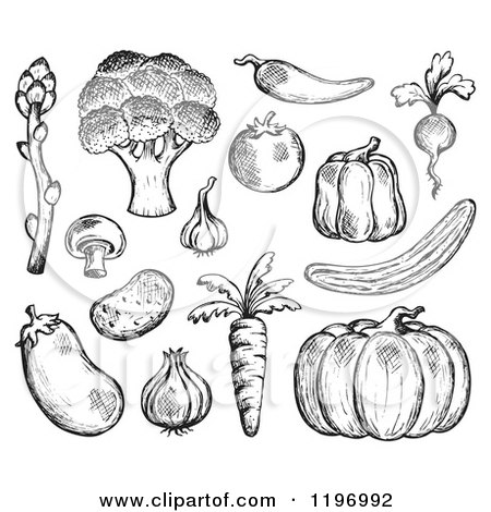 Cartoon of Black and White Sketched Vegetables - Royalty Free Vector Clipart by visekart