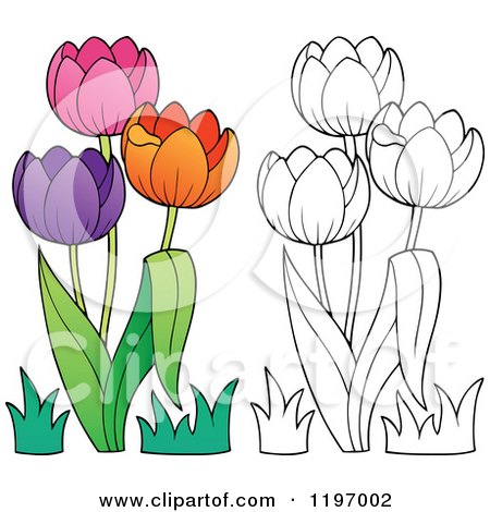 Cartoon of Colorful and Outlined Tulip Flowers - Royalty Free Vector Clipart by visekart