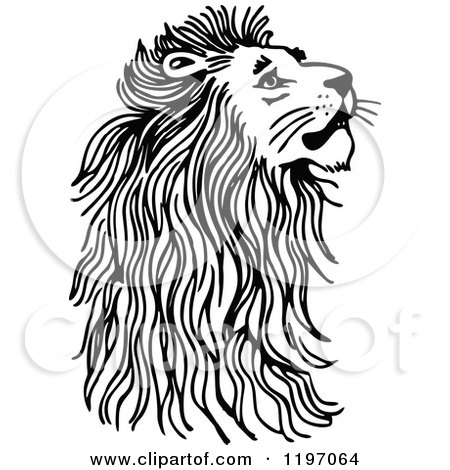Clipart of a Black and White Male Lion Looking up - Royalty Free Vector Illustration by Prawny
