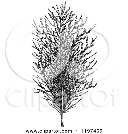 Clipart of a Vintage Black and White Sugar Cane Plant - Royalty Free Vector Illustration by Prawny Vintage
