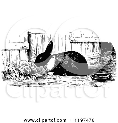 Clipart of a Vintage Black and White Rabbit Eating Lettuce - Royalty Free Vector Illustration by Prawny Vintage