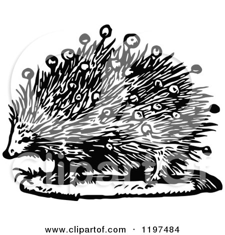 Clipart of a Vintage Black and White Porcupine - Royalty Free Vector Illustration by Prawny Vintage