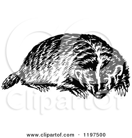 Clipart of a Vintage Black and White Badger - Royalty Free Vector Illustration by Prawny Vintage
