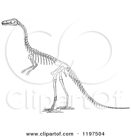 Clipart of a Black and White Dinosaur Skeleton - Royalty Free Vector Illustration by Prawny Vintage