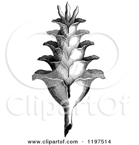 Clipart of a Vintage Black and White Plant - Royalty Free Vector Illustration by Prawny Vintage