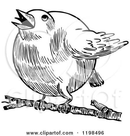 Clipart of a Black and White Vintage Chubby Robin Bird - Royalty Free Vector Illustration by Prawny Vintage