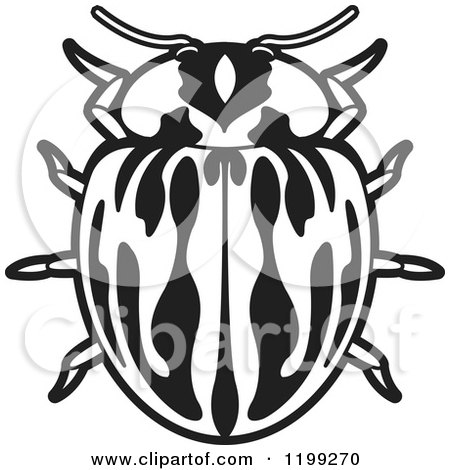 Clipart of a Black and White Myzia Lady Beetle - Royalty Free Vector Illustration by Lal Perera
