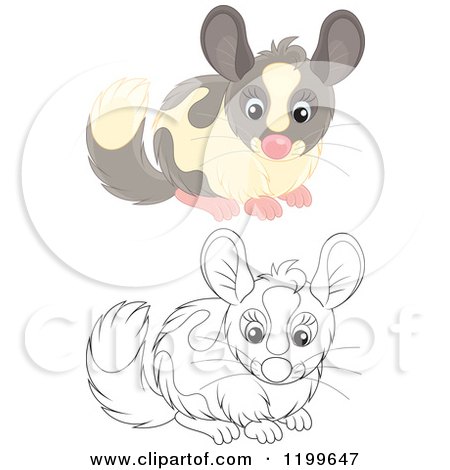 Cartoon of a Black and White and Colored Cute Chinchilla - Royalty Free Vector Clipart by Alex Bannykh