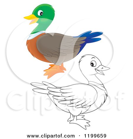Cartoon of a Colored and Line Art Cute Mallard Duck - Royalty Free Clipart by Alex Bannykh