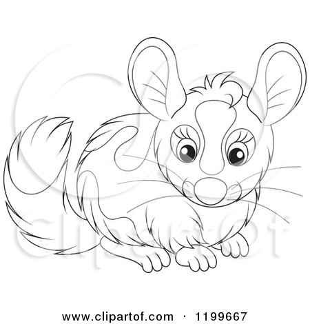 Cartoon of a Black and White Cute Chinchilla - Royalty Free Vector Clipart by Alex Bannykh