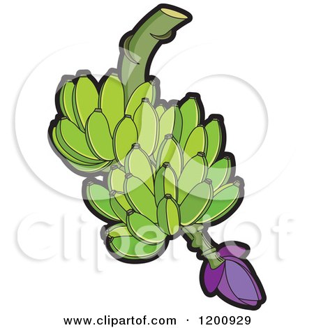Clipart of a Fresh Bunch of Green Bananas - Royalty Free Vector Illustration by Lal Perera