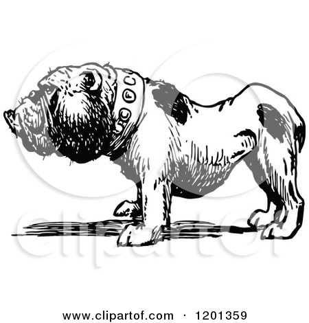 Clipart of a Vintage Black and White Bulldog - Royalty Free Vector Illustration by Prawny Vintage