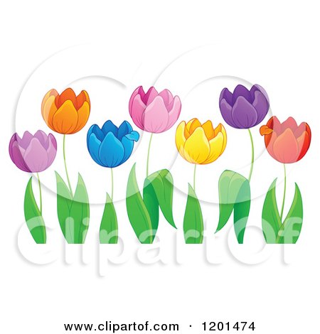 Cartoon of Colorful Tulip Flowers and Green Leaves 2 - Royalty Free Vector Clipart by visekart