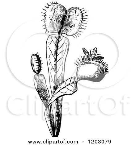 Clipart of a Vintage Black and White Fly Trap Plant - Royalty Free Vector Illustration by Prawny Vintage