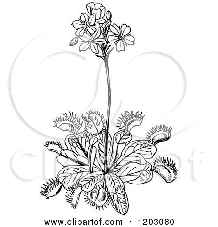 Clipart of a Vintage Black and White Fly Trap Plant 2 - Royalty Free Vector Illustration by Prawny Vintage
