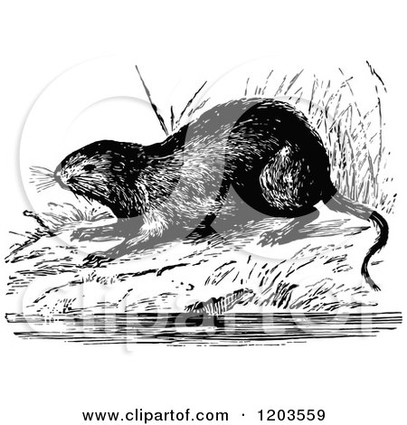 Cartoon of a Vintage Black and White Water Vole - Royalty Free Vector Clipart by Prawny Vintage