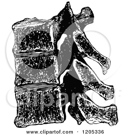 Clipart of Vintage Black and White Vertebrae - Royalty Free Vector Illustration by Prawny Vintage