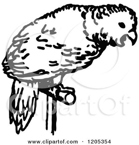 Clipart of a Vintage Black and White Parrot Pet - Royalty Free Vector Illustration by Prawny Vintage