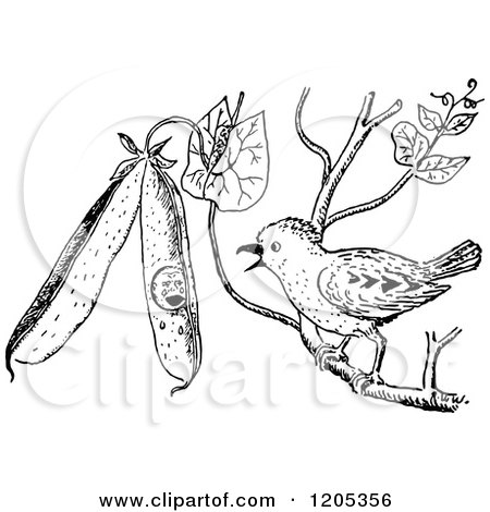 Clipart of a Vintage Black and White Pewee Bird - Royalty Free Vector Illustration by Prawny Vintage
