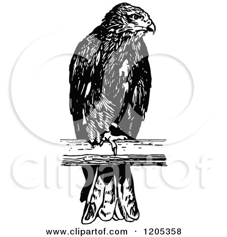 Cartoon of a Vintage Black and White Perched Osprey - Royalty Free Vector Clipart by Prawny Vintage
