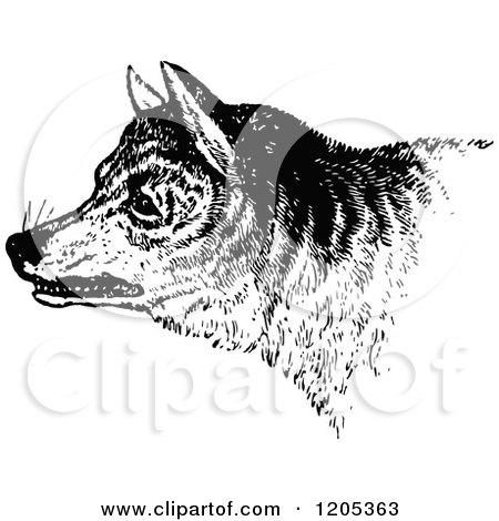 Clipart of a Vintage Black and White Wild Dog - Royalty Free Vector Illustration by Prawny Vintage